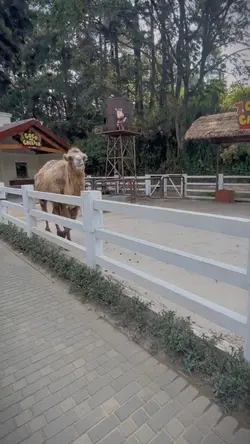 theme park puncak