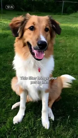 Life to your pet