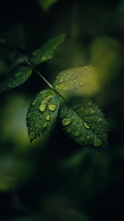 Cinematic Nature 