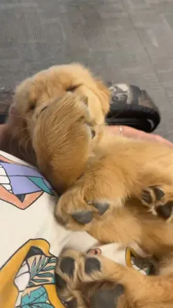 Dog | Animal Lover