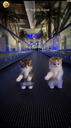 Cute Cat