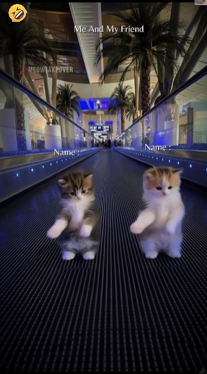 Cute Cat