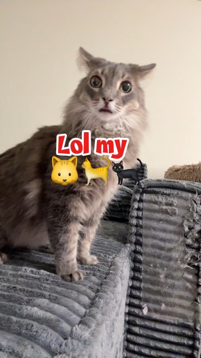 lol mon chat