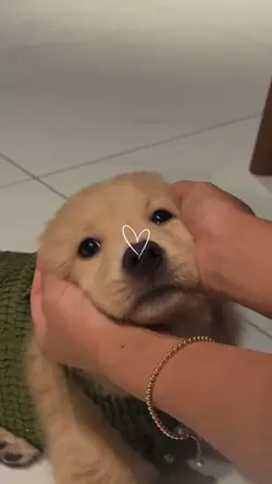Pets moments