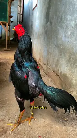 stop main ayam
