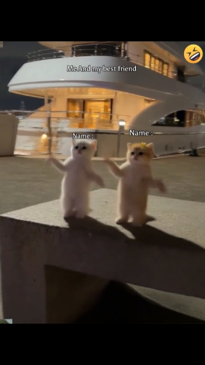 Dans Kedi Trendi