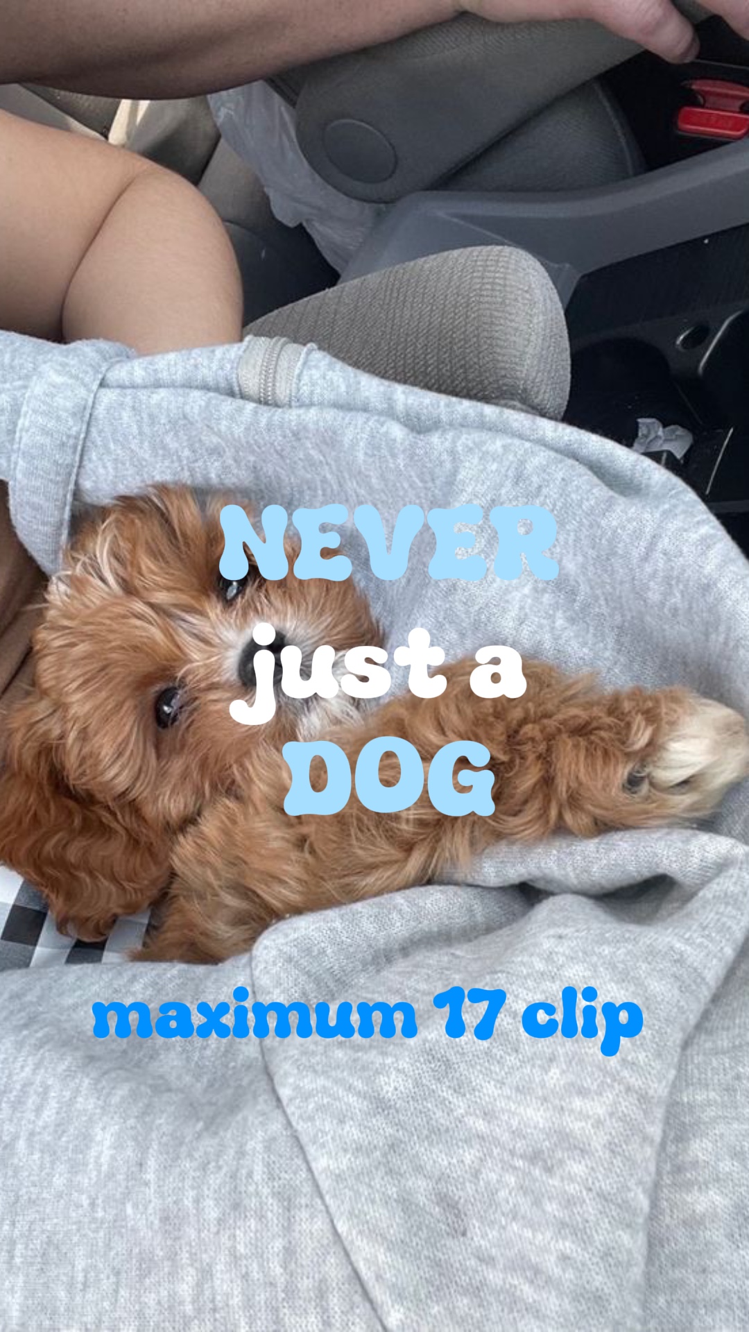 Niemals nur ein Hund 