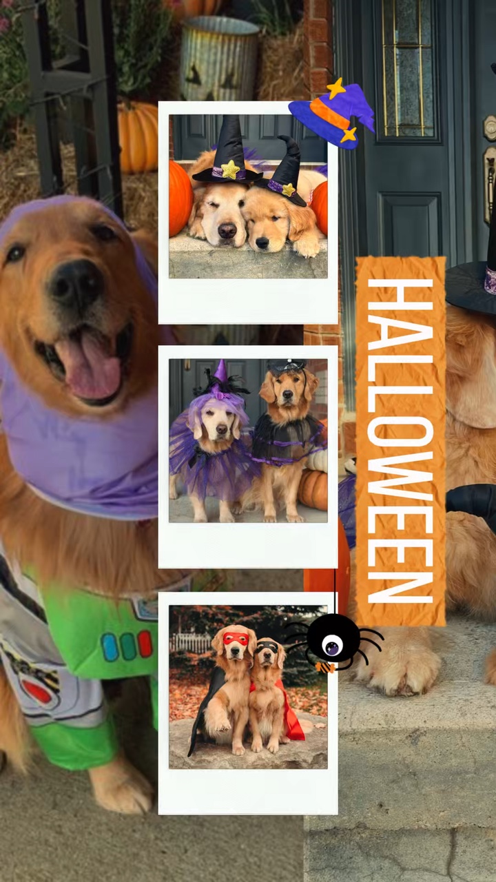 Halloween pour animaux de compagnie