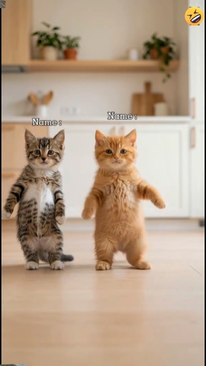 Lindo gato: