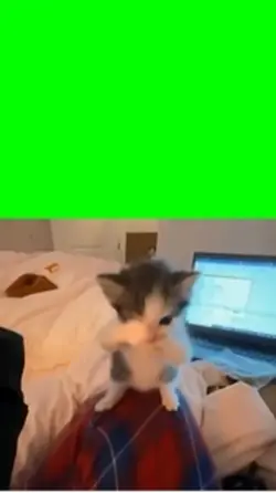 Dans Eden Kedi