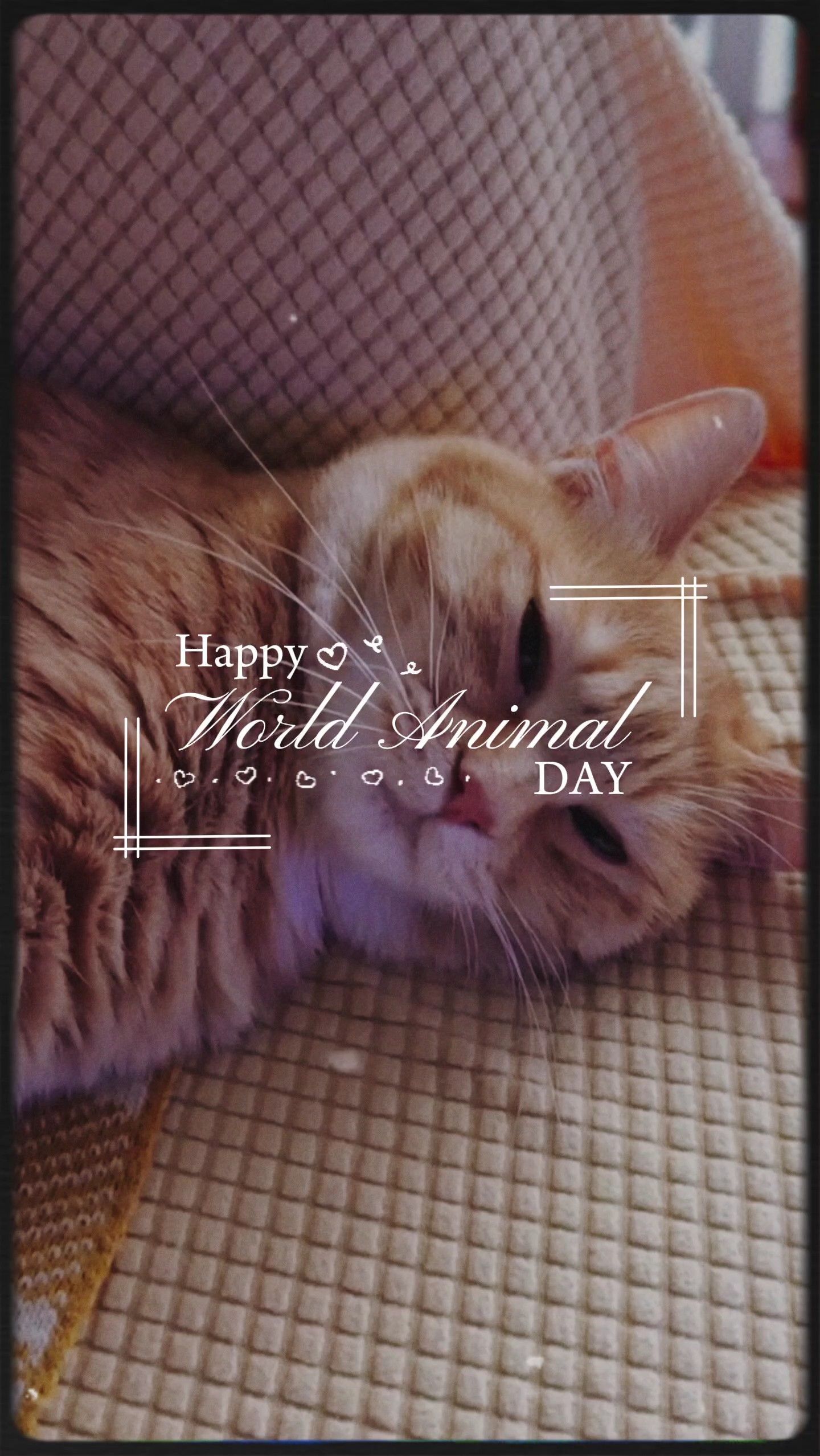 Día Mundial de los Animales