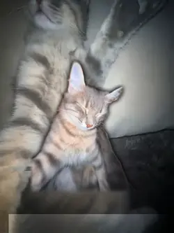 LUZ DA MADRUGADA