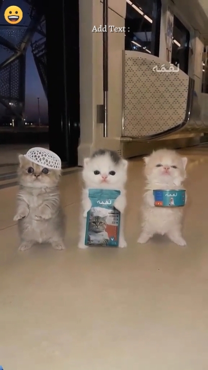 Gato De Baile Divertido