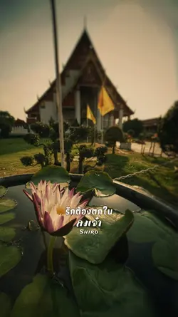 ลมจ๋า
Shiro