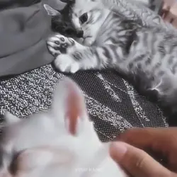 SAD CATS
