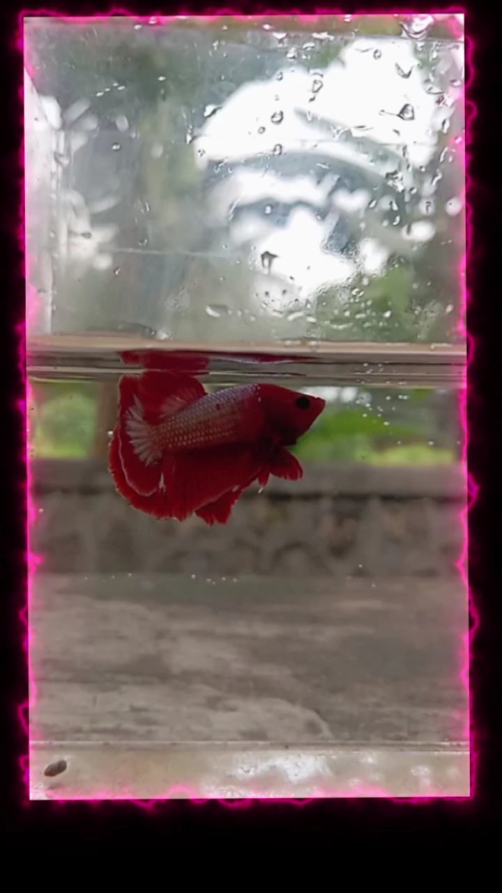 ikan cupang klean