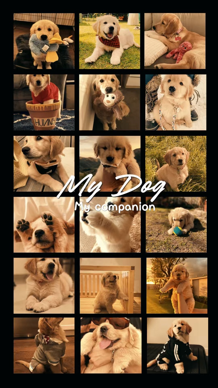 My Dog 