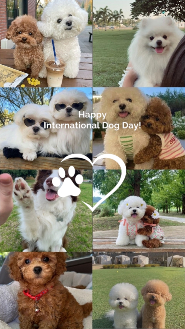 Dia Internacional do Cão