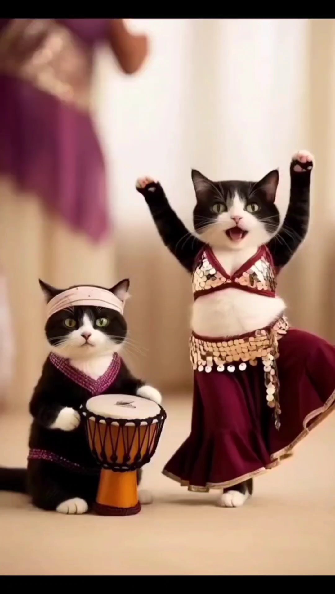 Gato bailando divertido 
