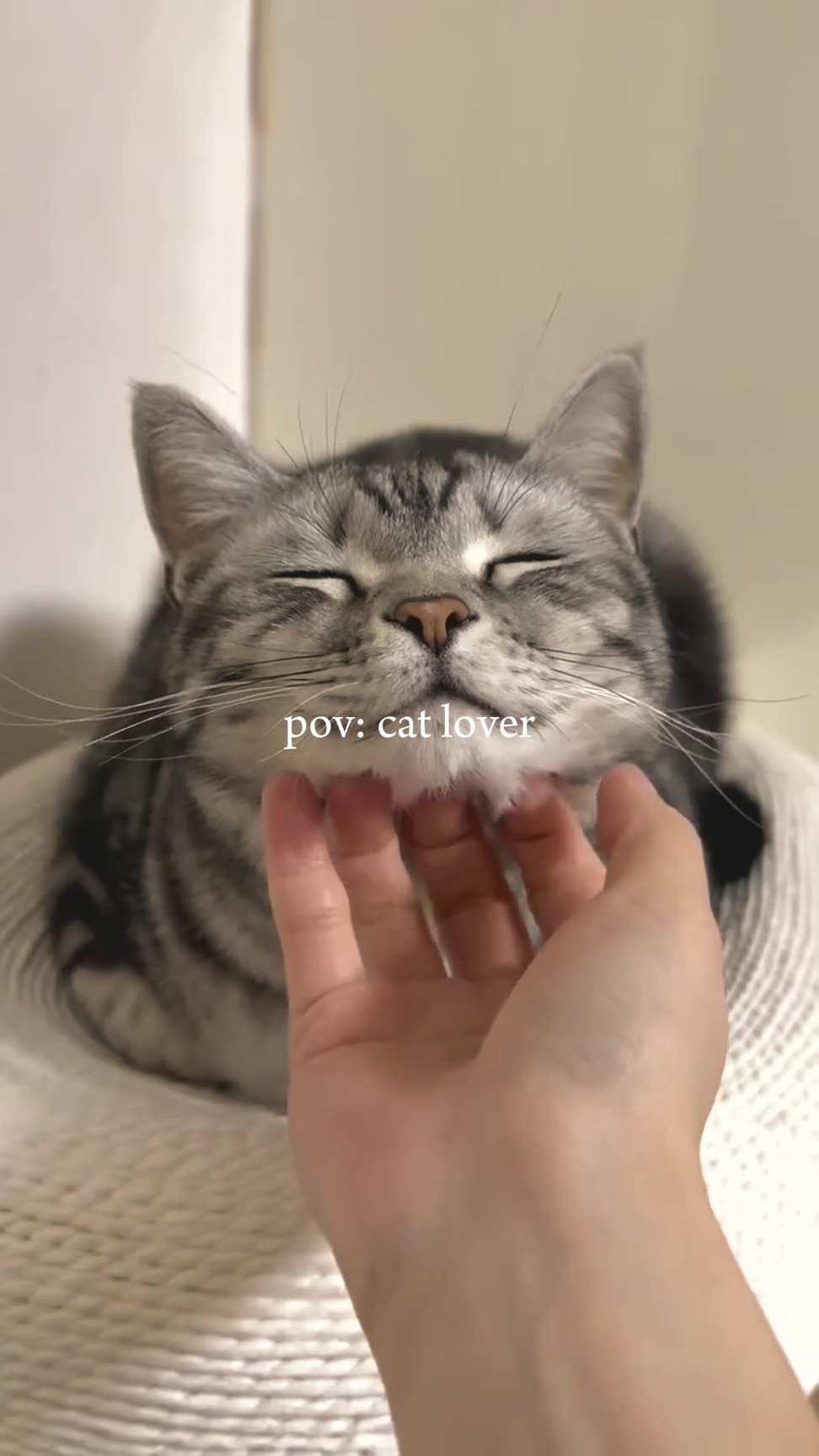 pov cat lover