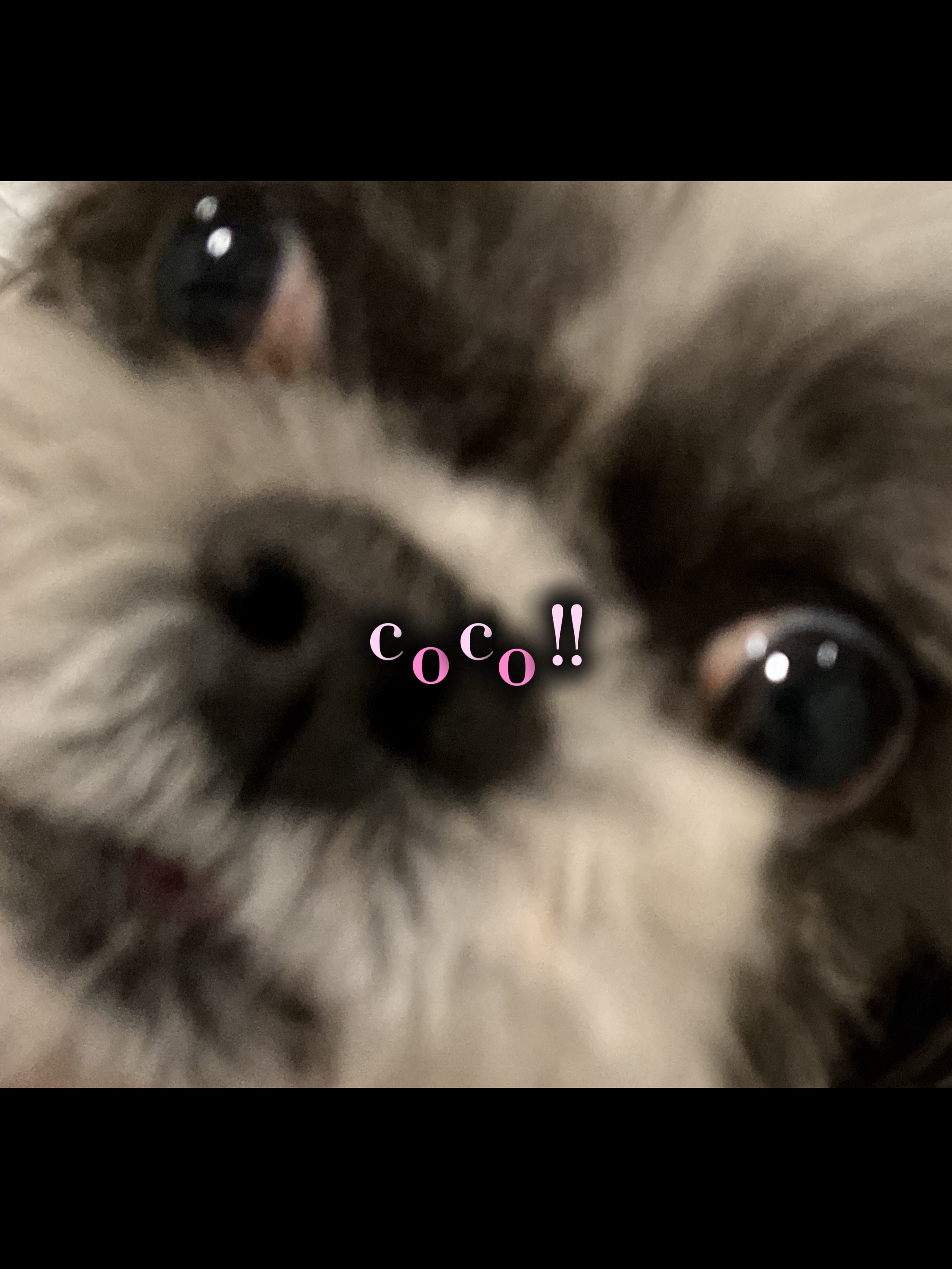 Perro editar coco