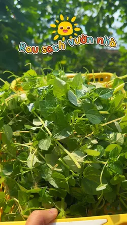 Vườn nhà