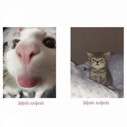 Định mệnh