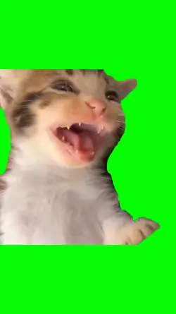 Cat Laughing Meme
