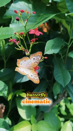 butterfly