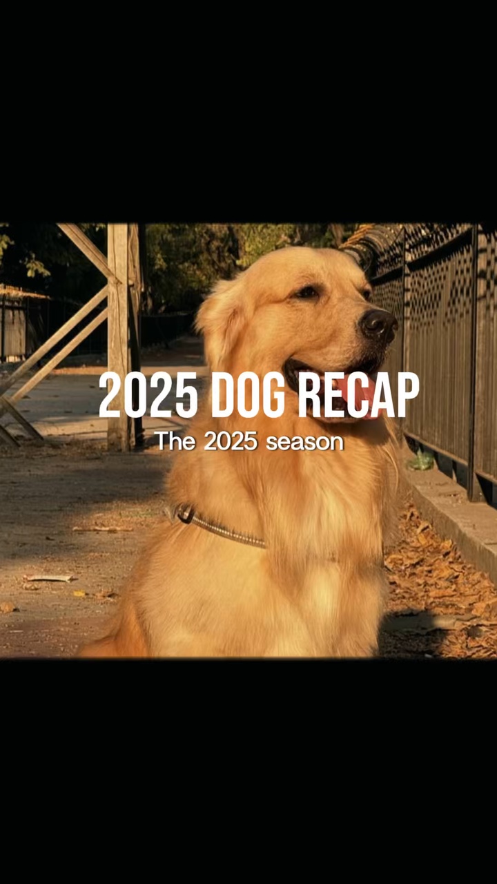 2025 dog recap