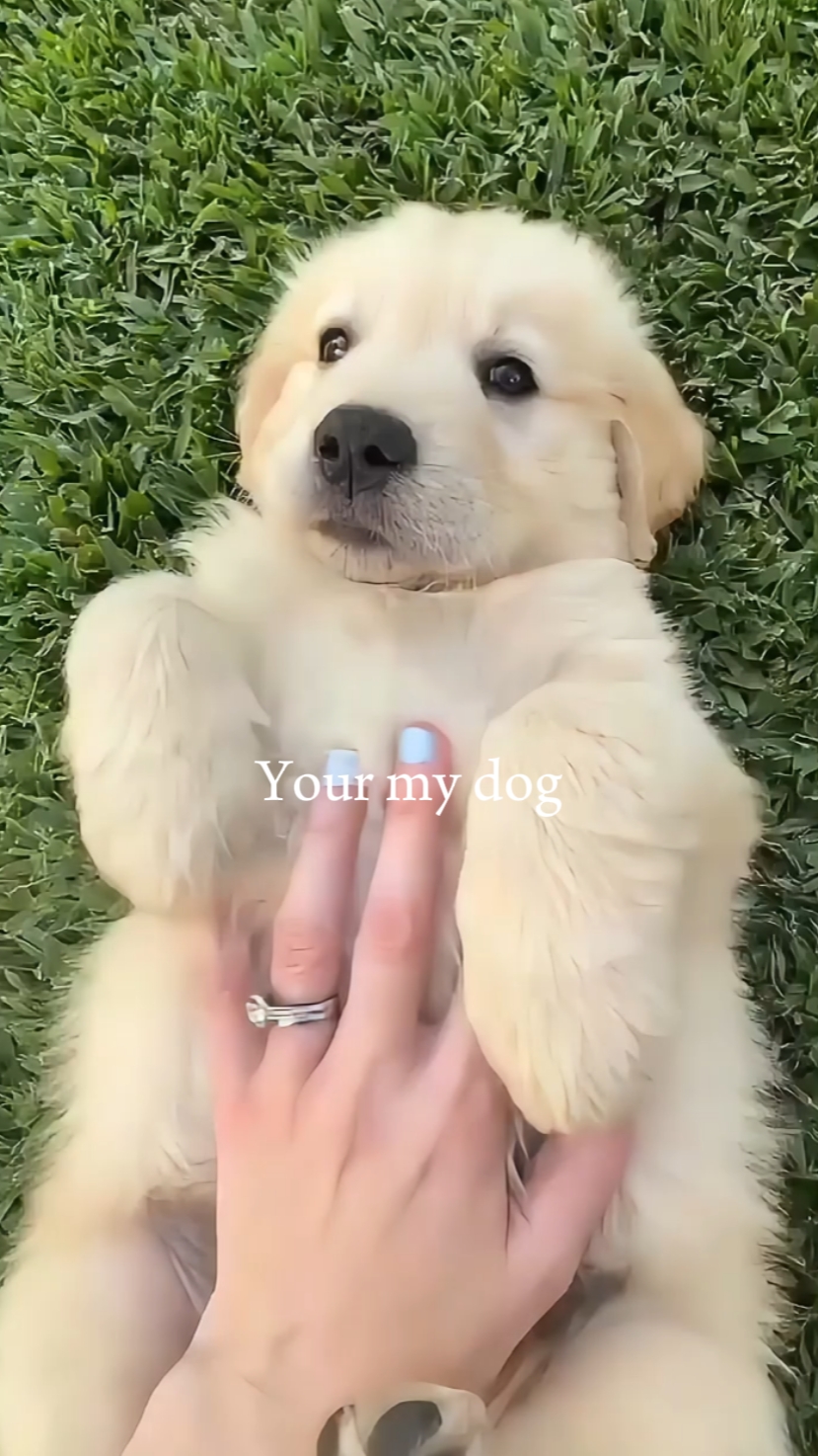 u my dog