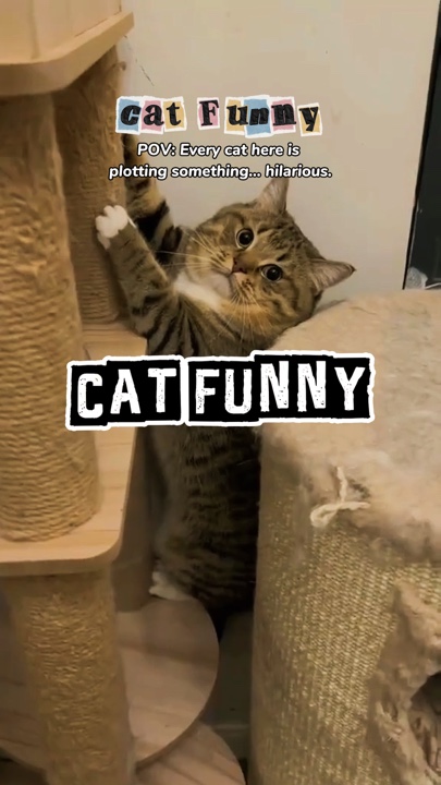 Cat funny