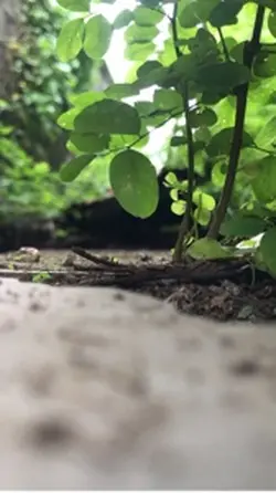 Transisi video slow