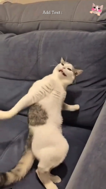 Süße Katze