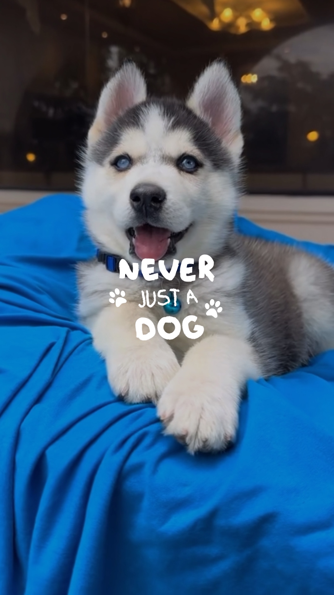 Nunca solo un perro