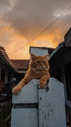 cundamani keroncong