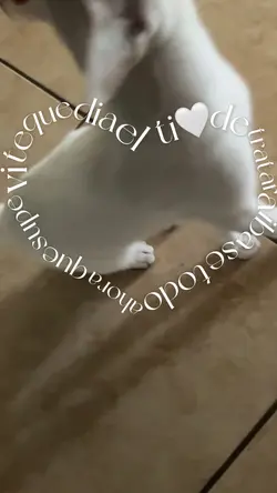El día que te vi💕💕🐱 