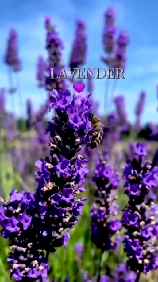 Lavanda

