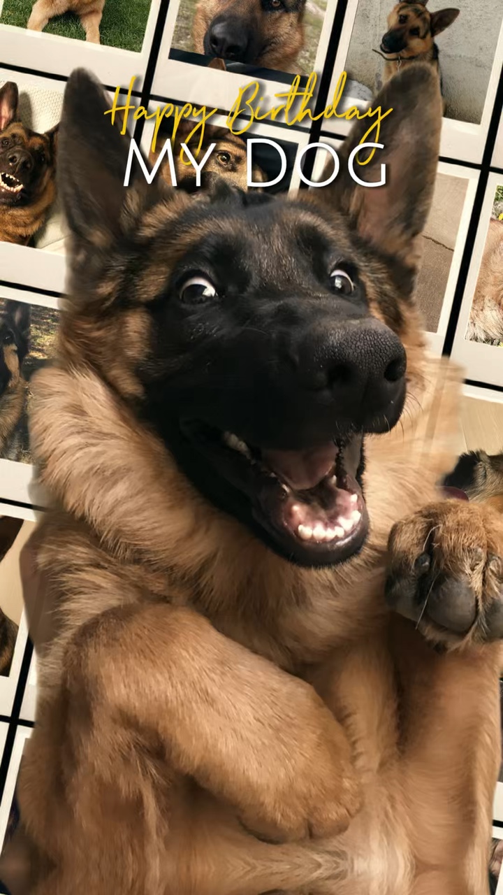 FELIZ CUMPLEAÑOS Mi Perro 