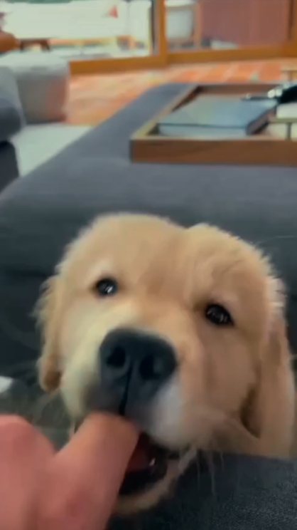 my dog 