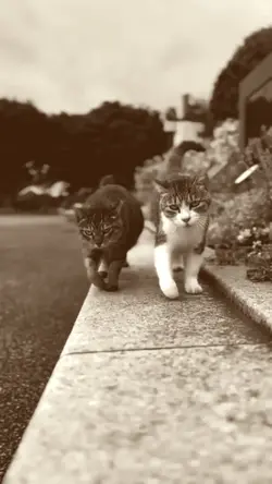 Slow Cat Video