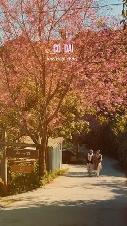 Cỏ dại khô dưới chân