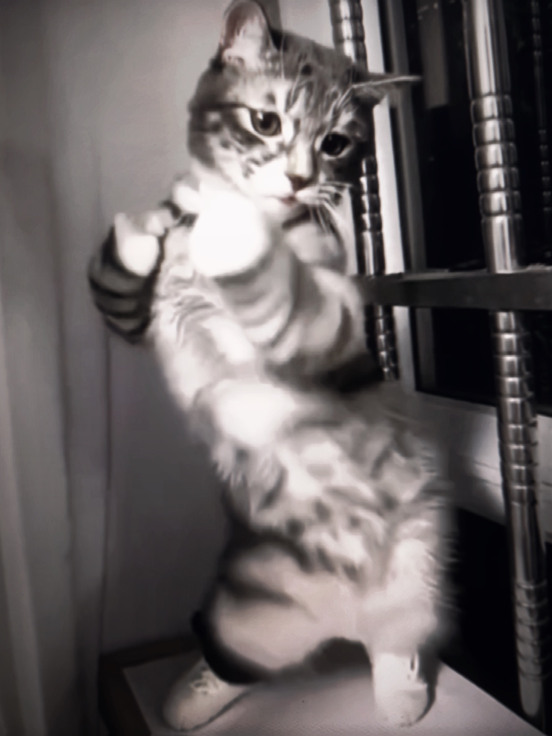 Miau