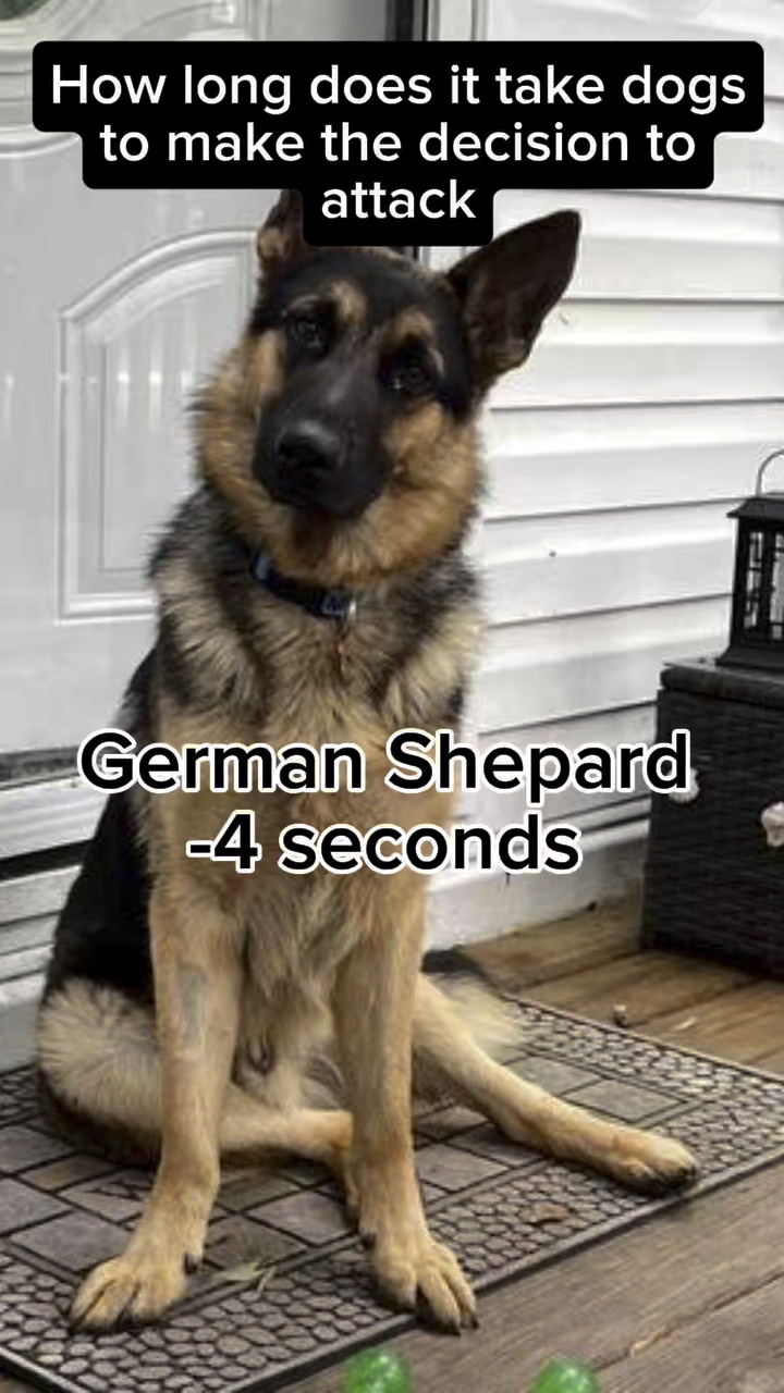 Dog’s decisio