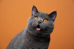 cat funny song video