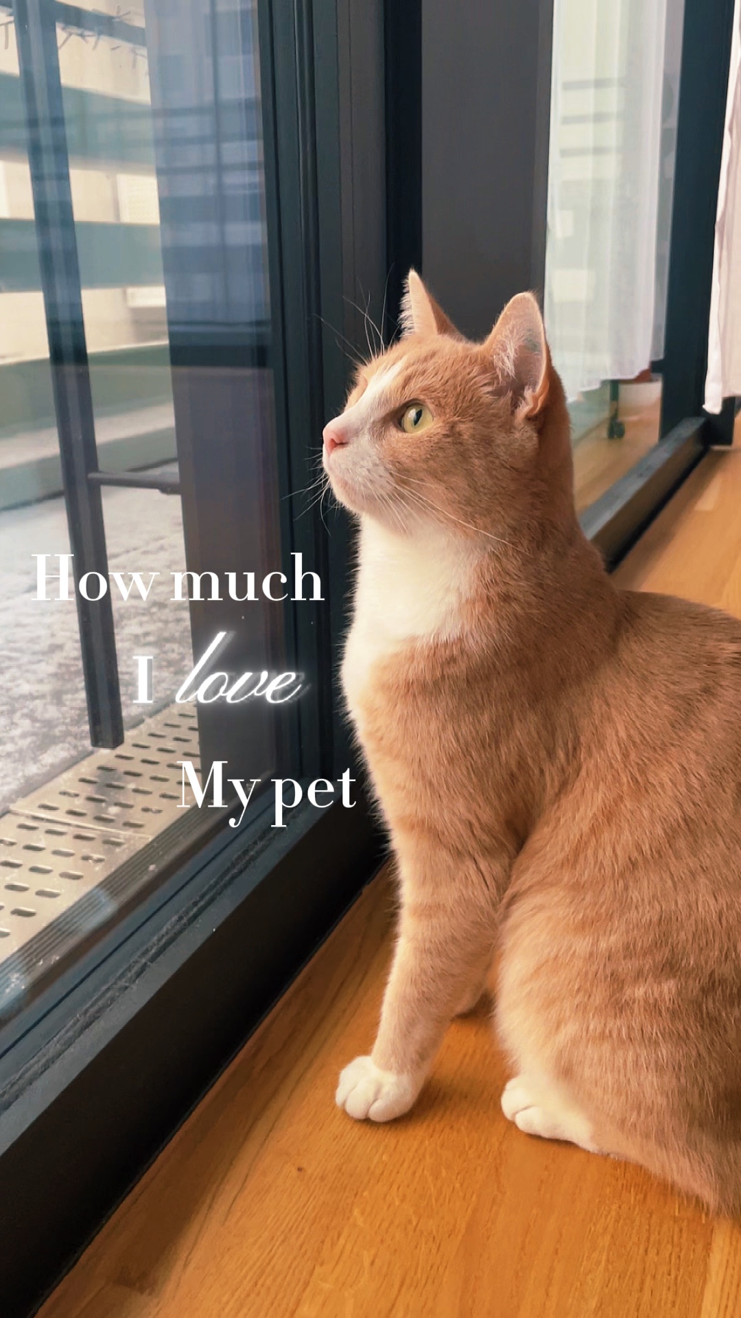 Pet love template