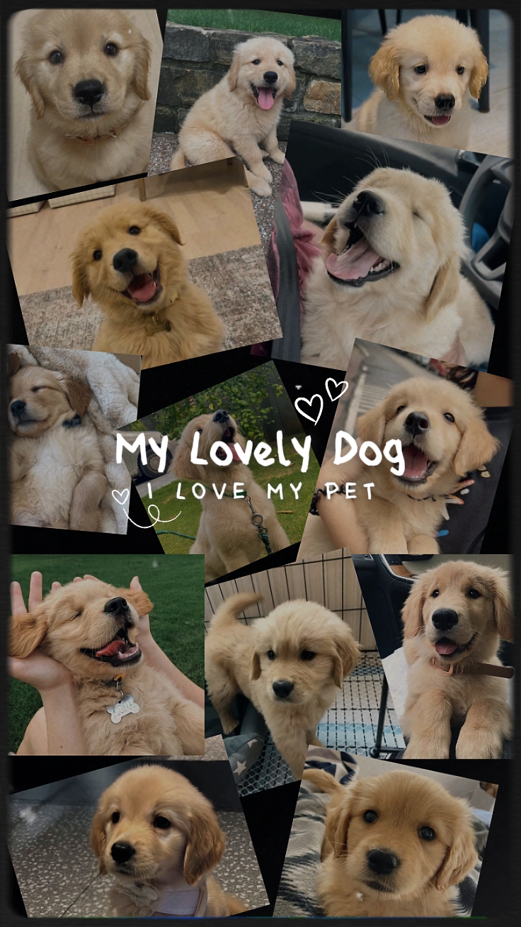 Mein liebenswerter Hund