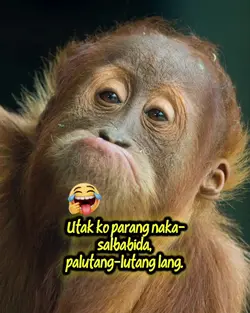 memes