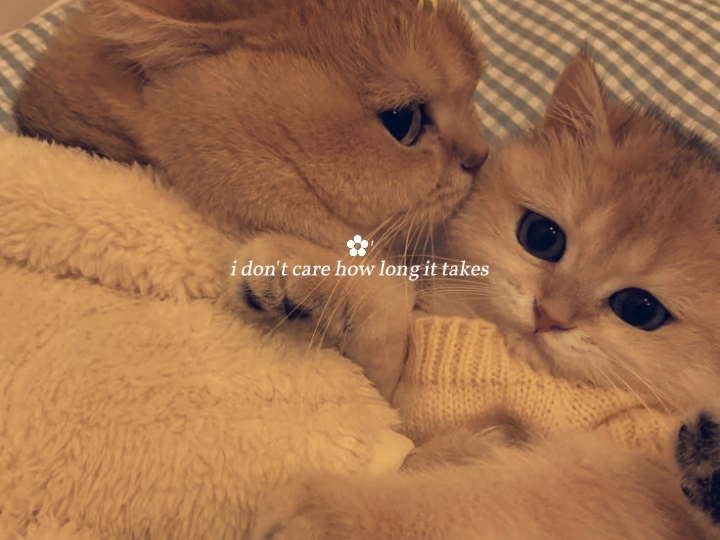 couple cats 