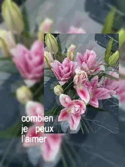mon avenier